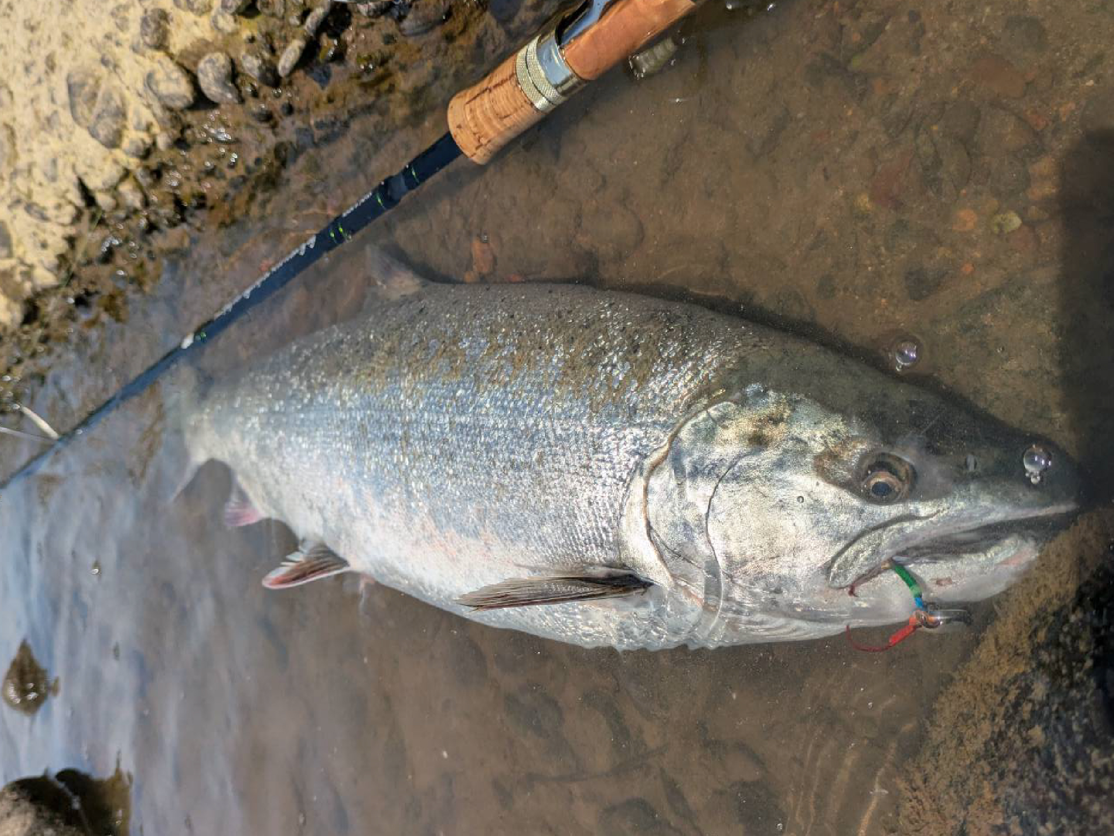 海サクラ スペシャル | がまかつ