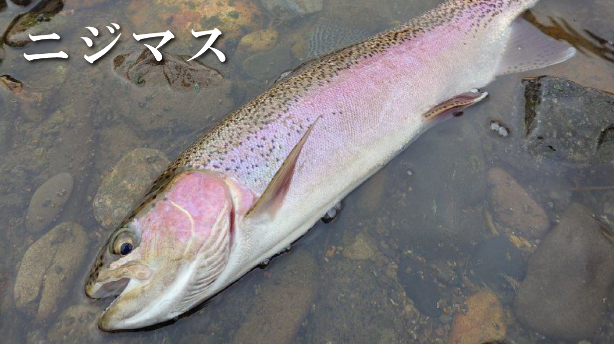 ORANGE Label トレーニングウォームスーツ GM3613 | がまかつ