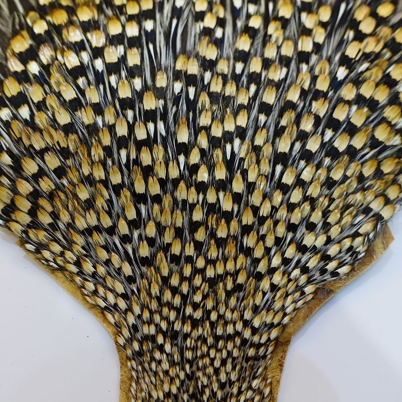 ジャングルコック AAA-2