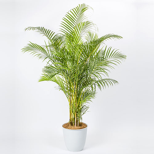 観葉植物「アレカヤシ」10号白カバー | 法人企業様への胡蝶蘭