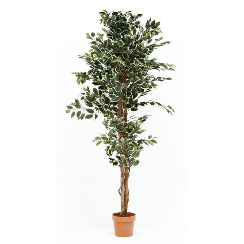 観葉植物 フィカス 1124 B 52664 不二貿易 観葉植物 | ホームセンター