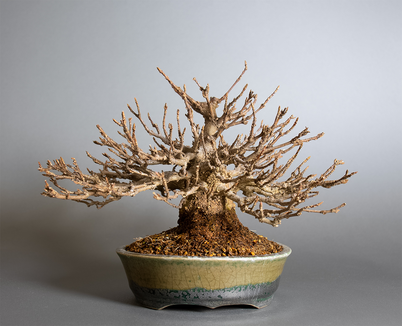 トウカエデ-H2・カエデ（とうかえで・唐楓）豆盆栽の販売と育て方・作り方