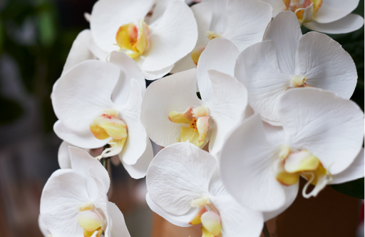 胡蝶蘭(ファレノプシス)のアートフラワー特集|エミリオ・ロバ公式