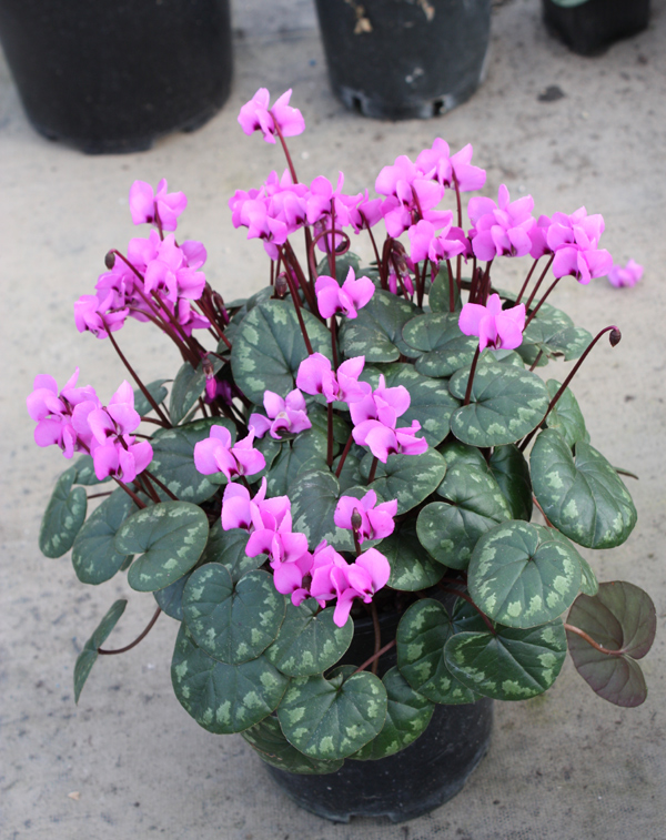 Edelweiss Perennials. Cyclamen coum large pink