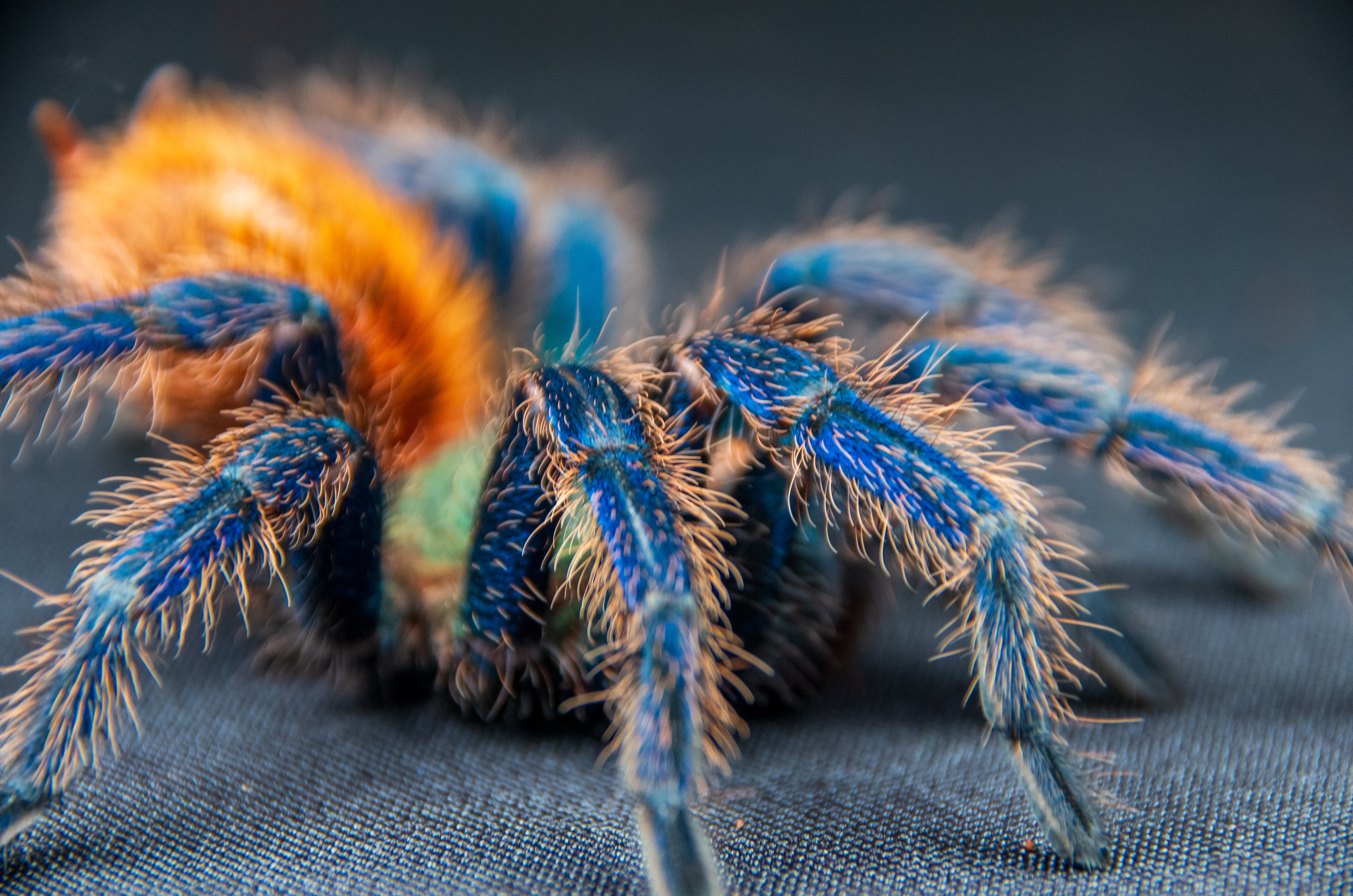 Old World Tarantulas