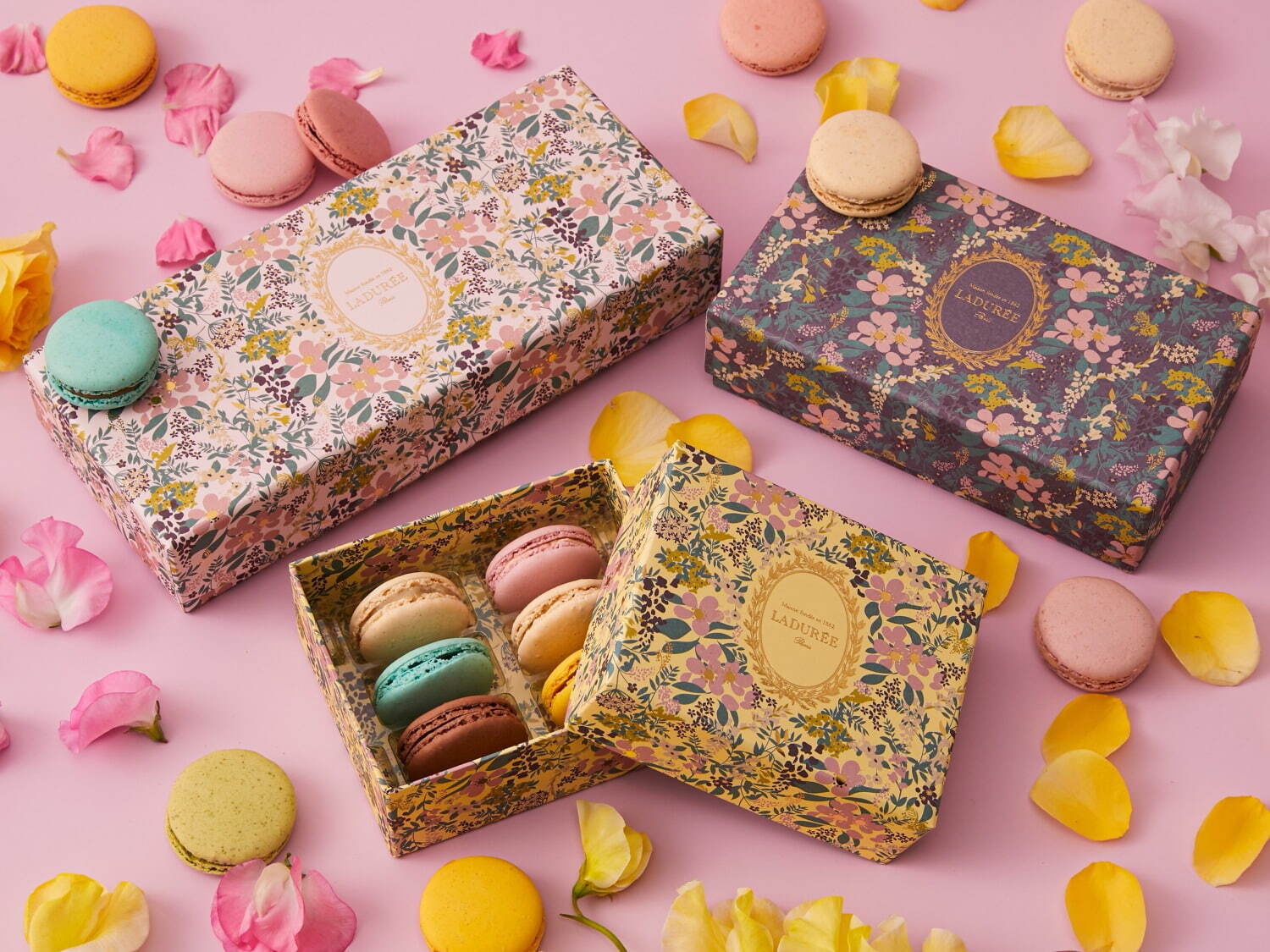 ラデュレ マカロン空箱2個 ハロウィン限定パッケージ 2024年夏ラデュレ