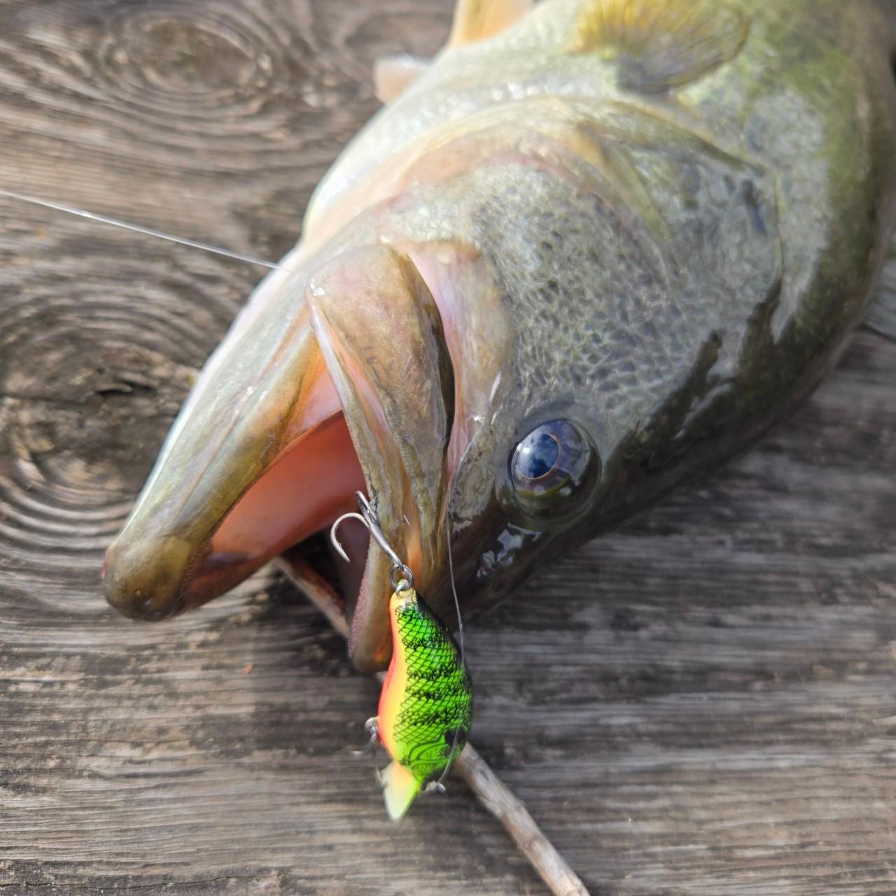 オカッパリバスフィッシング】「Xpan 7.10LHTS」でため池を釣る