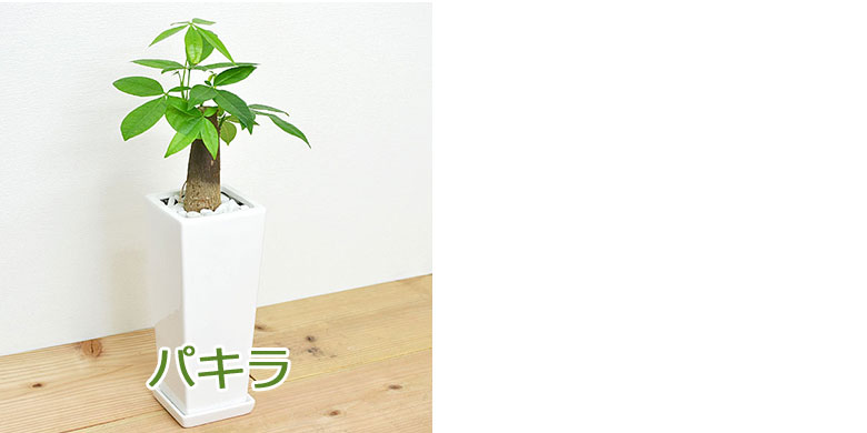 観葉植物の販売・ギフトならフラワーコーポレーション / 【送料無料