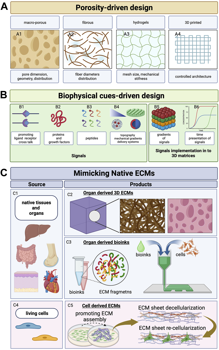 Frontiers | In vitro strategies for mimicking dynamic cell–ECM