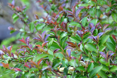 ヒサカキ - 種子島の樹木・花木 - ふるさと種子島
