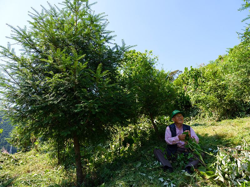 幻の木「榧」 榧（かや）製品の通販｜榧工房 かやの森