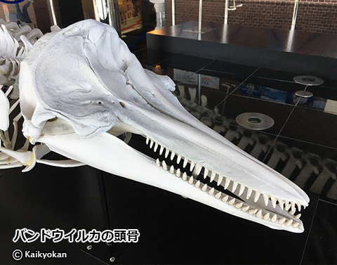 海響館で骨探！～水中で暮らすために～ 鯨編 | 市立しものせき水族館