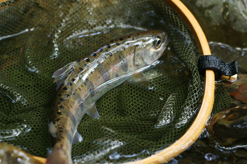 2023年12月発売 POGO BEAN【ムカイ】 | 管理釣り場ドットコム