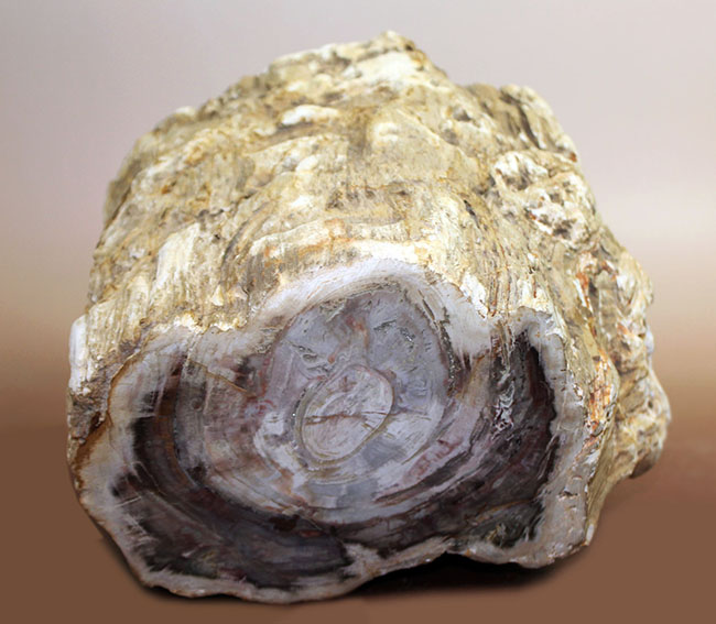 こんなの見たことない、堂々の10キロオーバー！ブラジル産珪化木