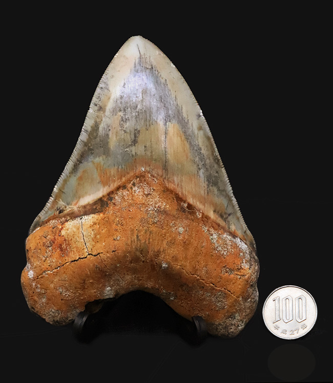 これは入手困難！メガロドンファン必見！赤褐色の特別な色合い！極めて