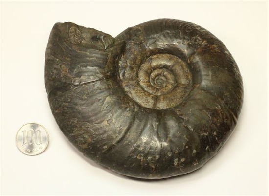 クラシックな美しい形状！希少な北海道産アンモナイト アンモナイト 販売