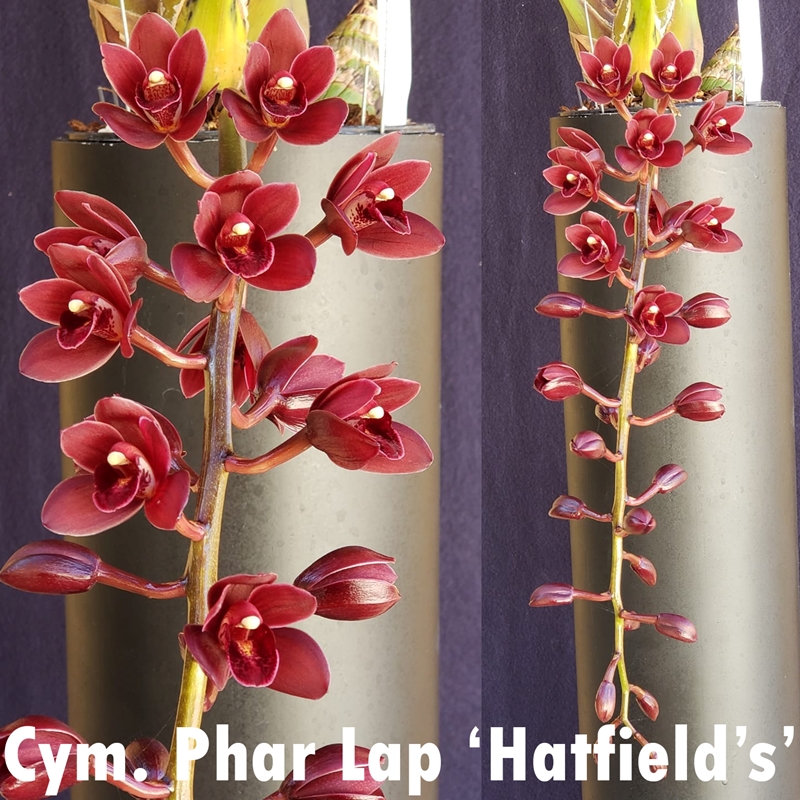 Krull-Smith - Cymbidium Tagami's Special (2044)