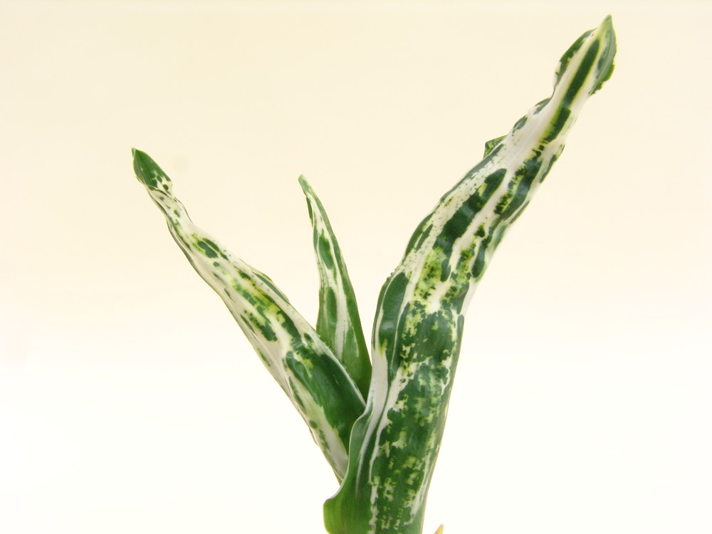 柄図鑑 – おもとの豊明園（ほうめいえん）