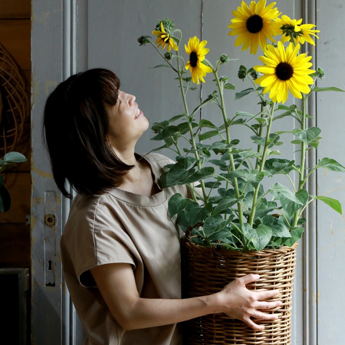 産地直送】秋田緑花農園のヒマワリ“サンフィニティ”［8寸ポット