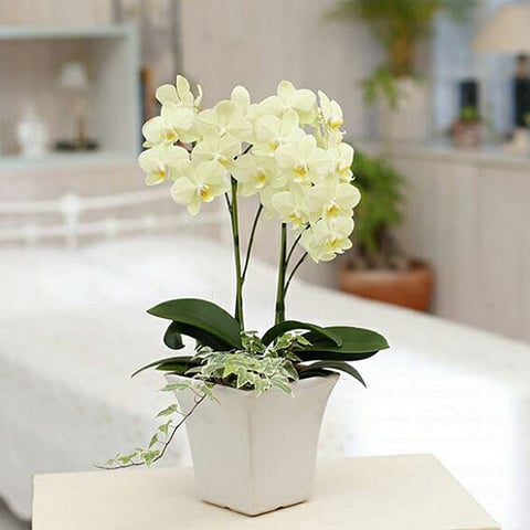 about_products_midiorchid_with