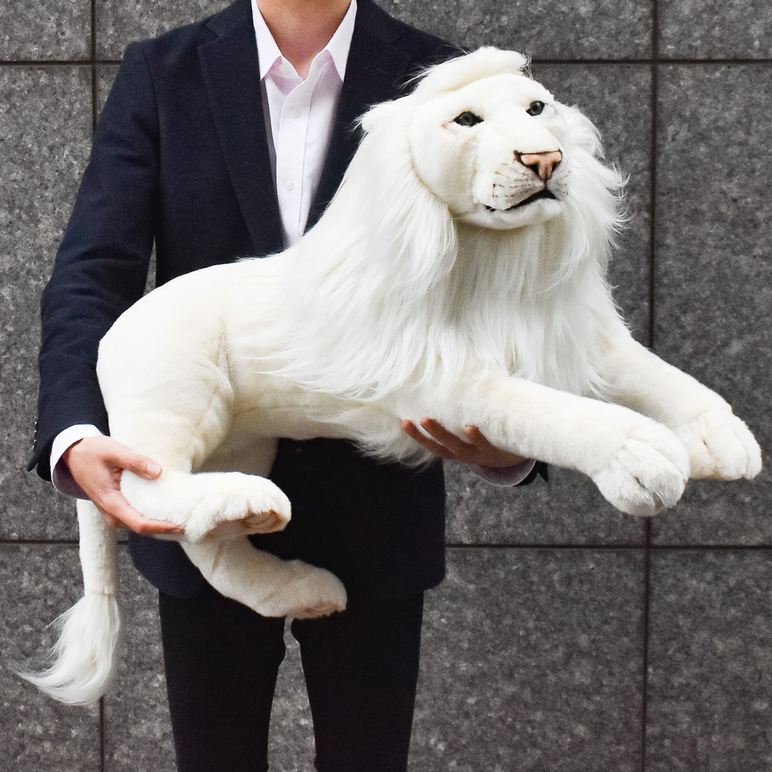 ホワイトライオン(オス) 65 | HANSA