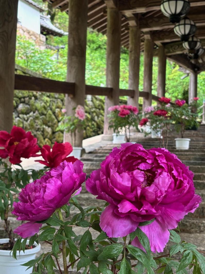 ぼたん回廊 期間延長いたします。｜ぼたん回廊 期間延長いたします