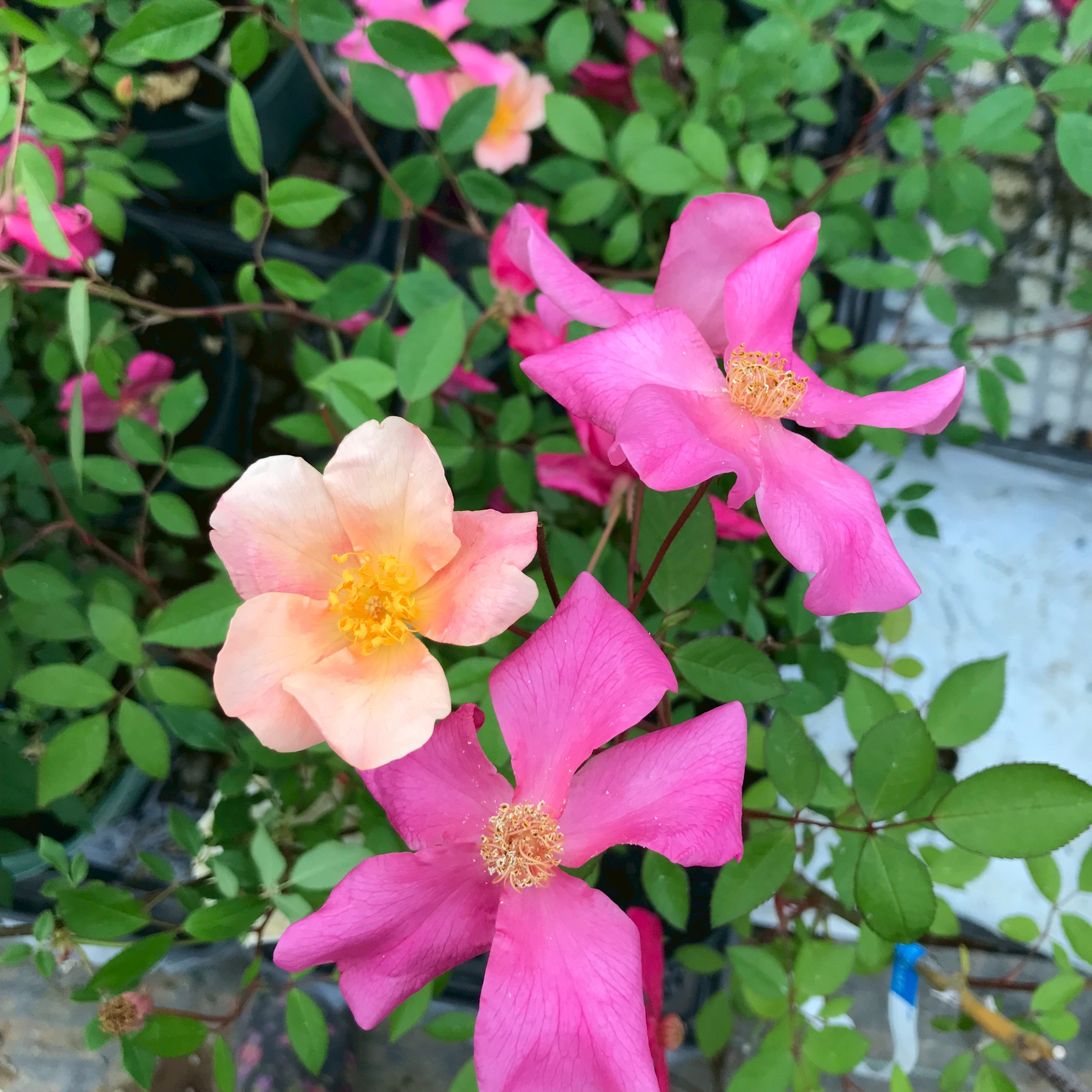 廃盤イングリッシュローズ大苗 Auswalker Herb&Rose バラ苗販売 商品