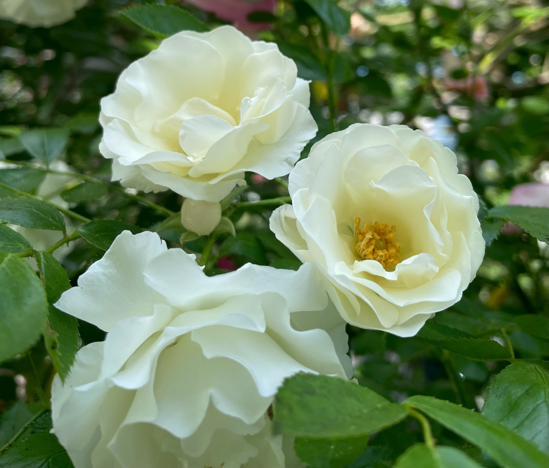 ファザーズデイ「スタンダードローズ大苗・軸高90cm・全体樹高110