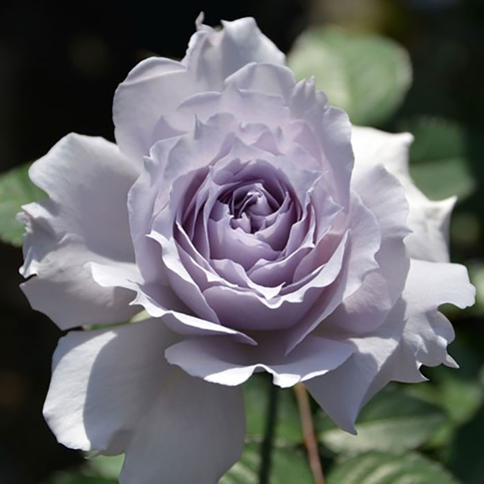 相原バラ園 / ＊ウンディーネ（ロサ・オリエンティスP）【大苗】