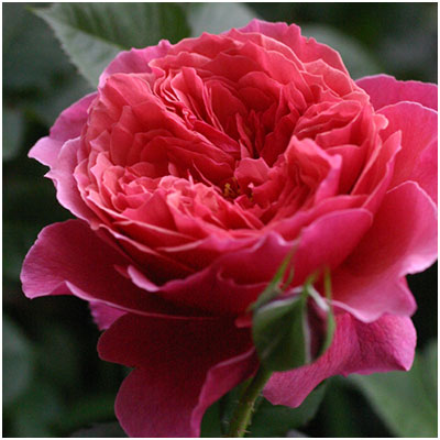 相原バラ園 / ＊ラデュレ（ギョー）【冬苗】