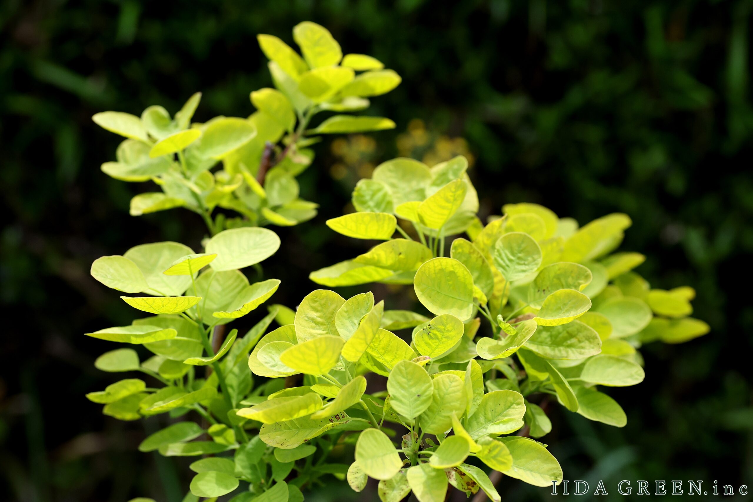 スモークツリー スモークツリー ゴールデンスピリットⓇ - IIDA GREEN