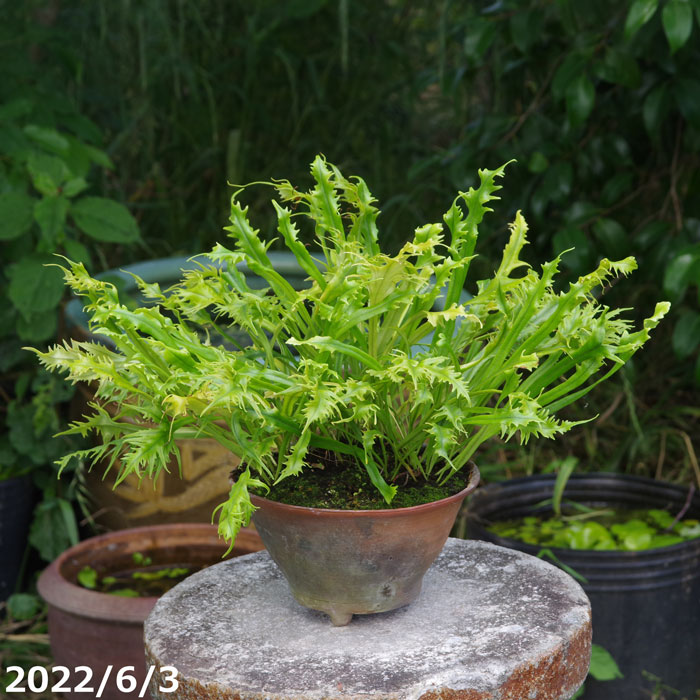山野草の石田精華園 / シダ植物