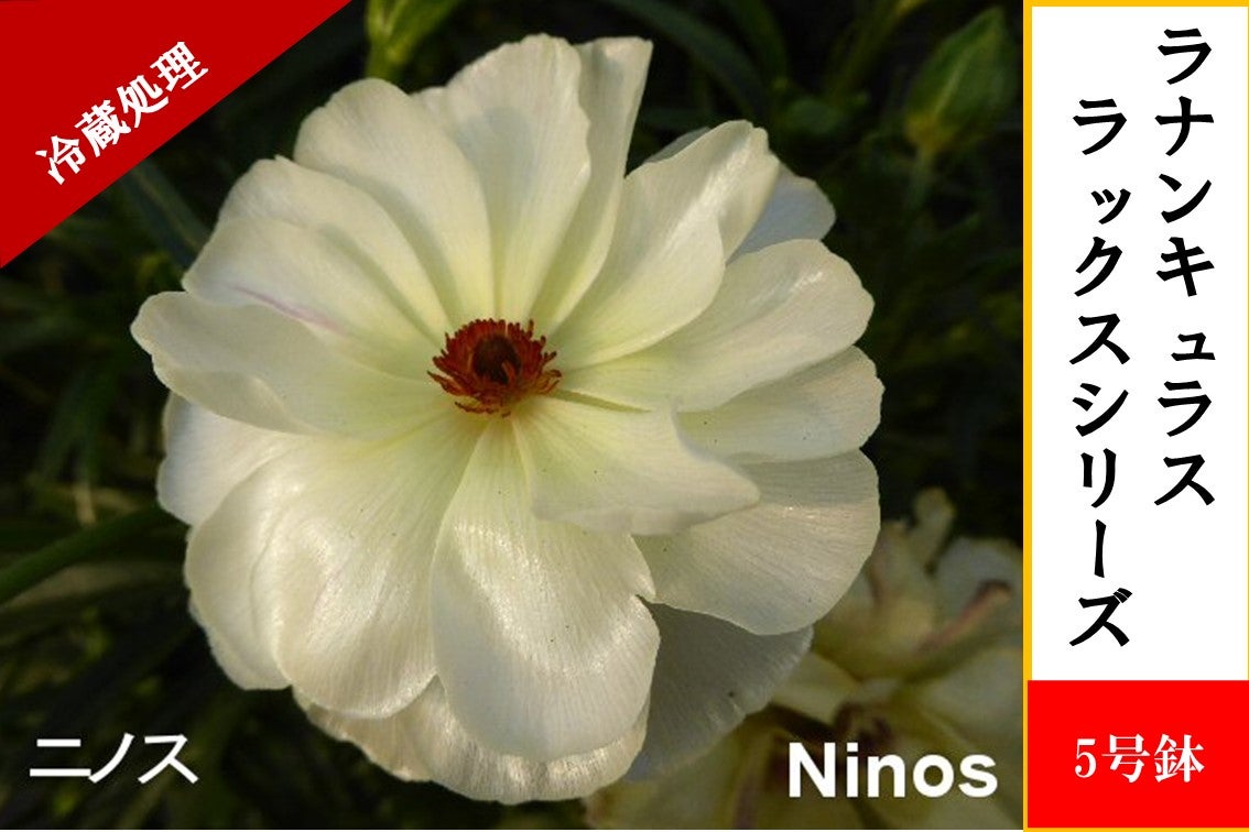 ラナンキュラス ラックスシリーズ【ニノス】5号鉢（冷蔵処理）: JA