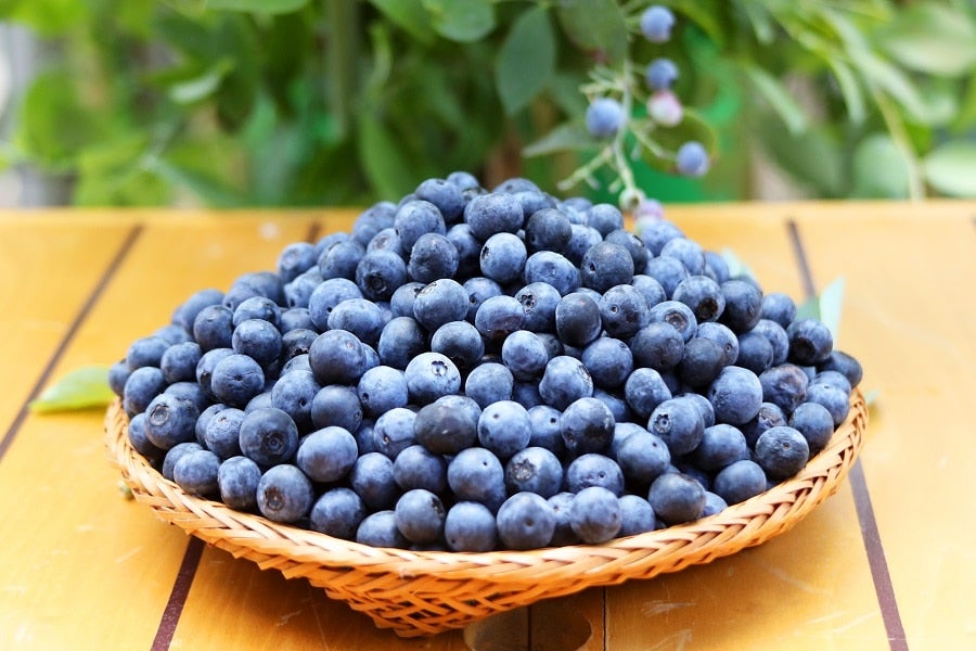 大分県玖珠・九重産冷凍ブルーベリー】4.0kg: まるっと完食おおいた