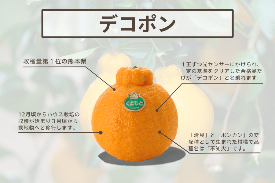 熊本県産 デコポン約3kg【冷蔵便】: you+youくまもと 農畜産物市場