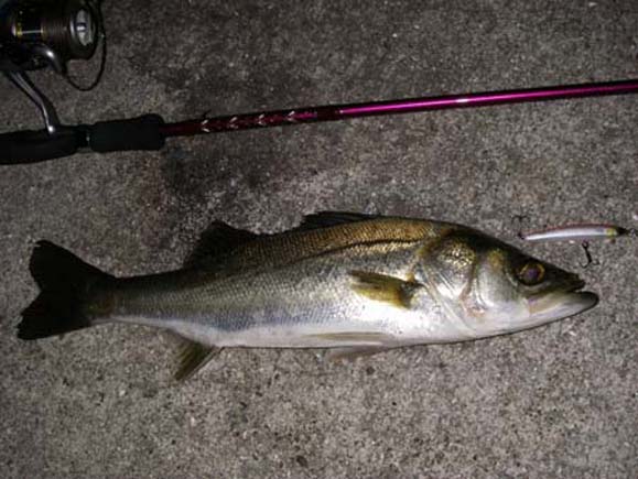 シーバスにもセイラミノー！ - SALT WATER 海釣り｜JACKALL