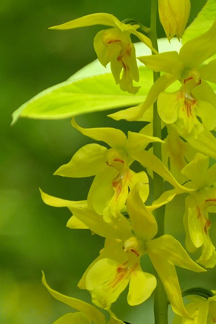 キエビネ（ラン科）｜素人植物図鑑