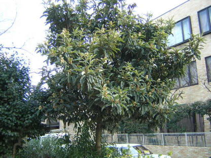 樹木図鑑(ビワ)