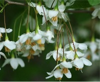 四季の山野草（エゴノキ）
