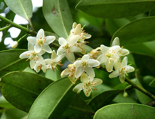 46 福井県産 天然山採り ヒサカキ ヒサカキ 『白天 -はくてん