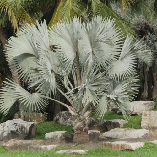 ビスマルキア ノビリス (Bismarck Palm) | DESERT INC.