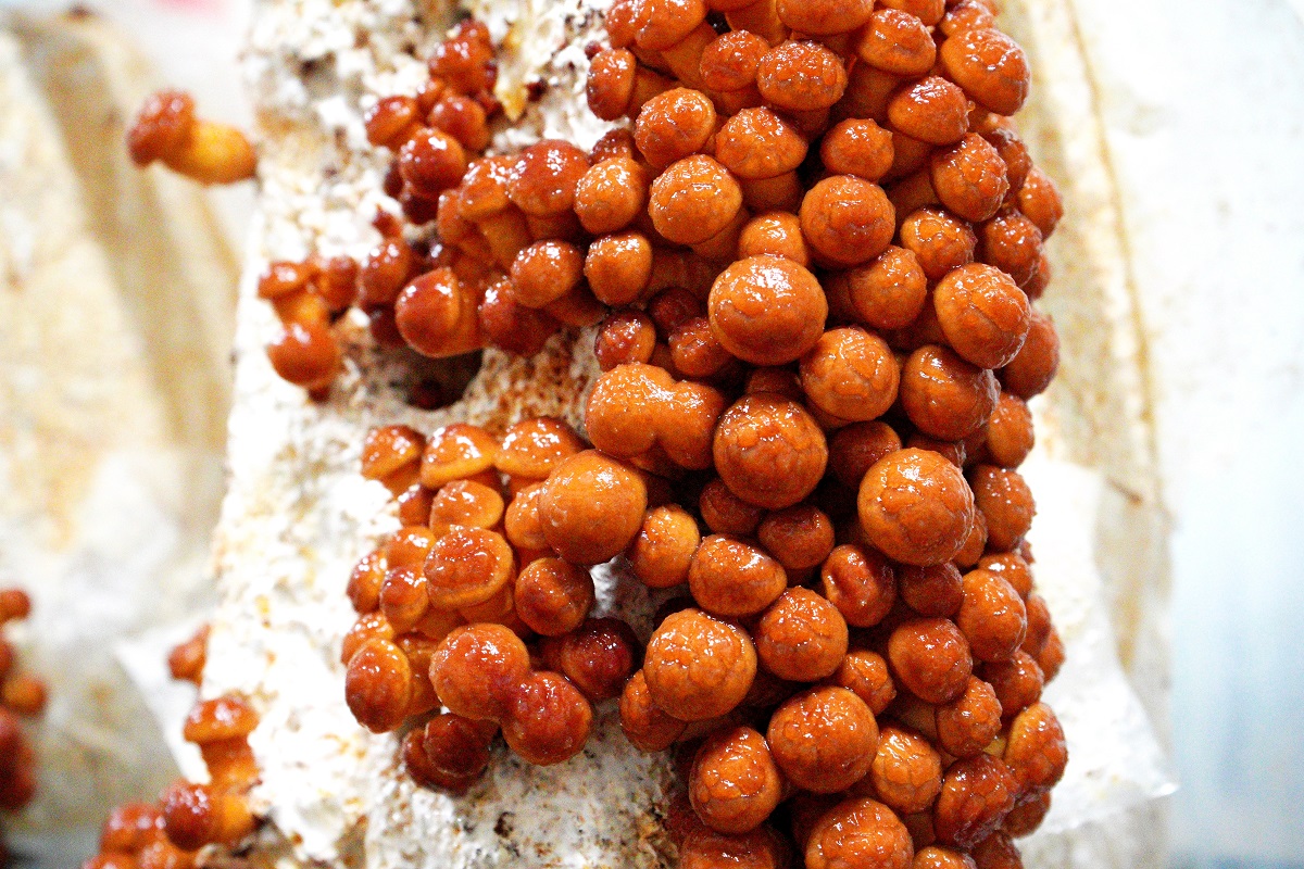 山形県小国町産なめこ【Sサイズ（小粒）6号缶】6個 - おぐにもん