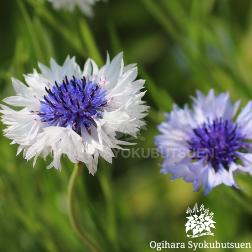セントーレア(矢車菊) 'クラシック ファンタスティック'｜おぎはら植物園