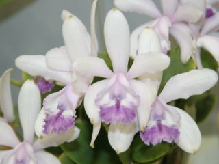 かなざわ世界の蘭展2005 カトレヤ 原種 Kanazawa World Orchid