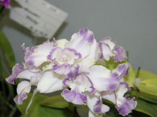 かなざわ世界の蘭展2005 カトレヤ 原種 Kanazawa World Orchid