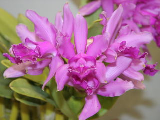 かなざわ世界の蘭展2005 カトレヤ 原種 Kanazawa World Orchid