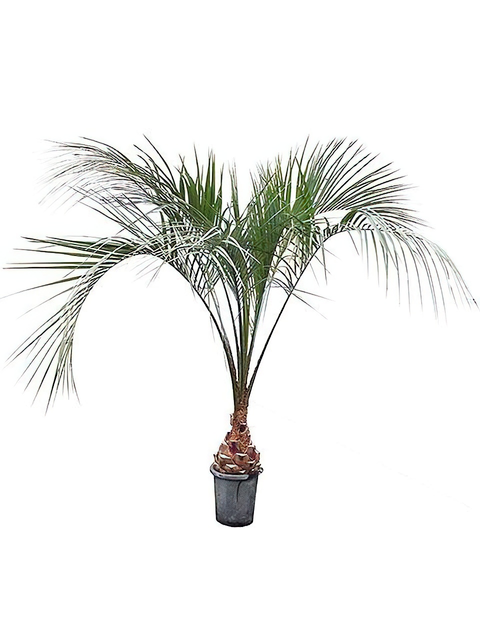 ココスヤシ エキストラサイズ | HITOTOKI by MAKIMO PLANT