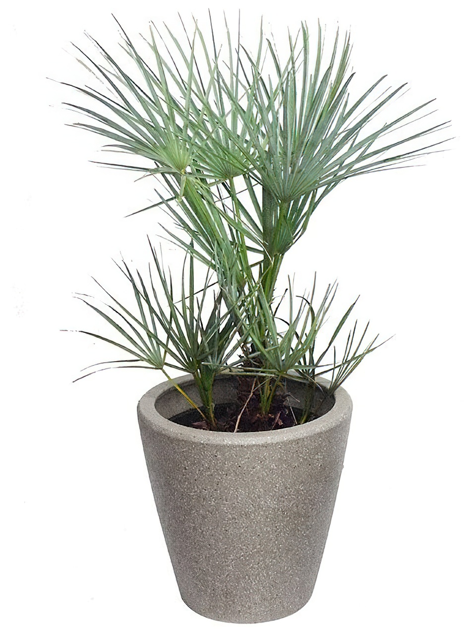 チャメロプス・フミリス・セリフェラ | HITOTOKI by MAKIMO PLANT