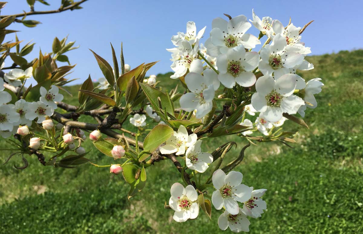 4/19 小牛田の梨畑 花摘みのお手伝い | 活動報告ブログ いきいき！産地