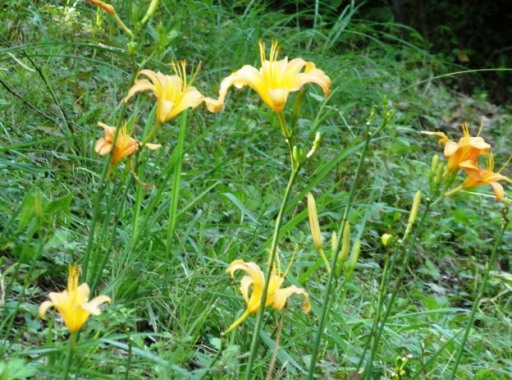 ノカンゾウ200g 採取当日発送無農薬山菜新鮮